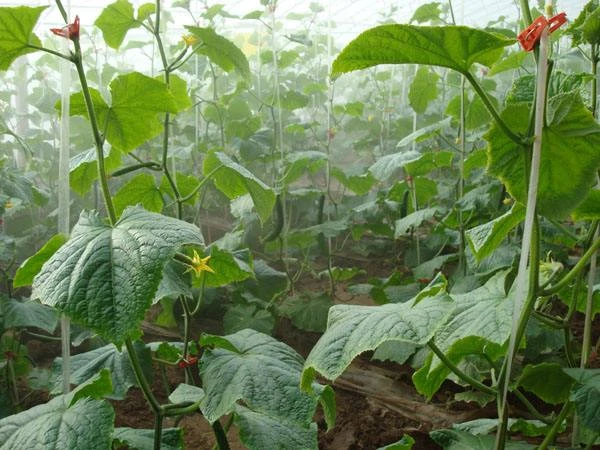 日光温室--黄瓜1.jpg 日光温室--黄瓜1.jpg