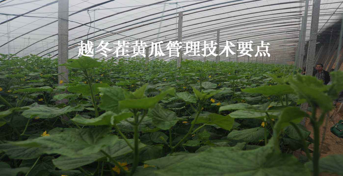 日光温室--黄瓜2.jpg