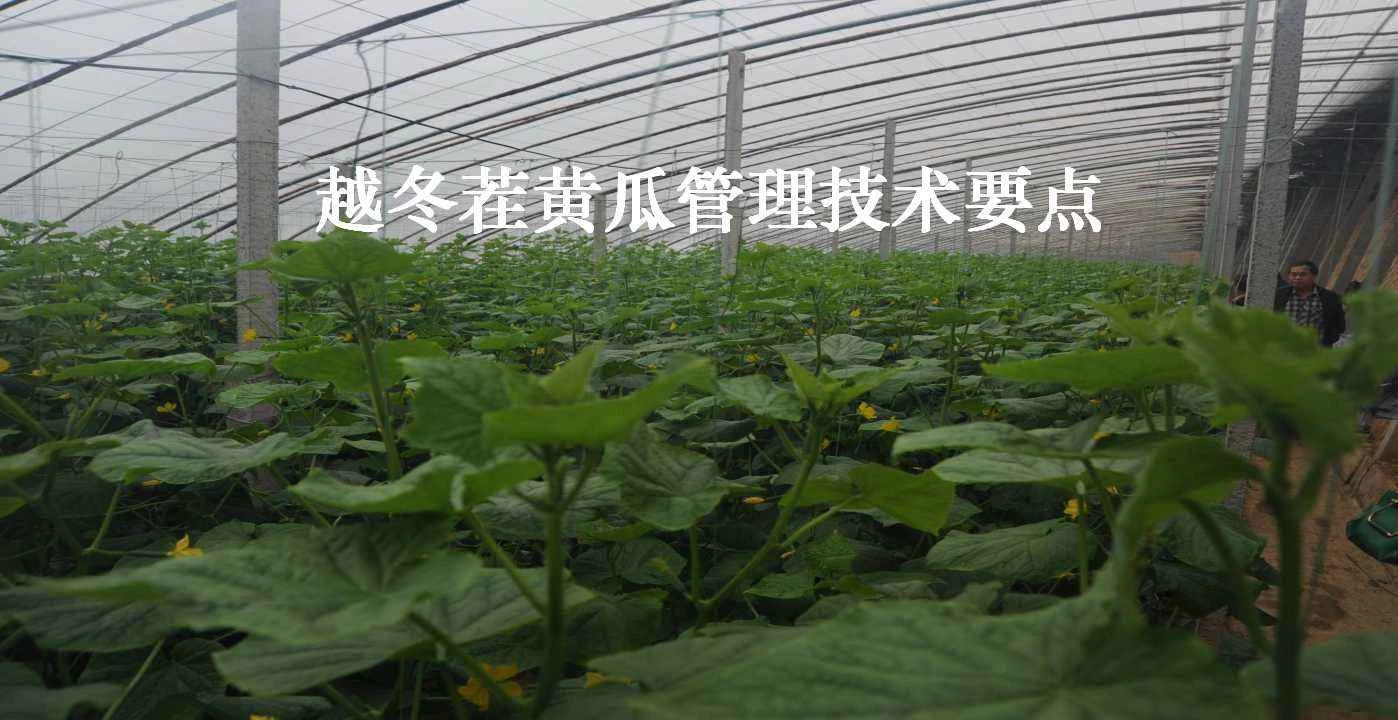 日光温室--黄瓜2.jpg 日光温室--黄瓜2.jpg