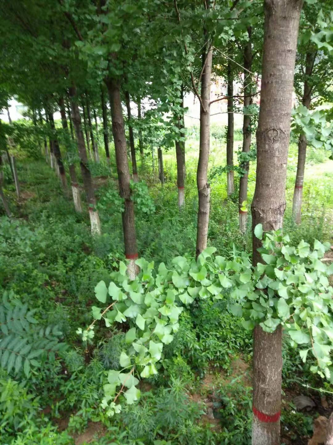 图12-嵩县明白川村400多棵银杏树被强行砍伐.jpg 图12-嵩县明白川村400多棵银杏树被强行砍伐.jpg