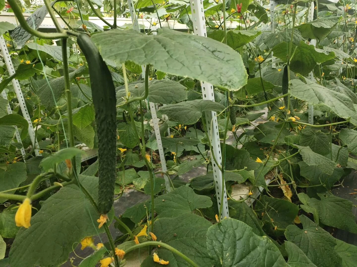 图8-无土栽培技术的水培黄瓜.jpg