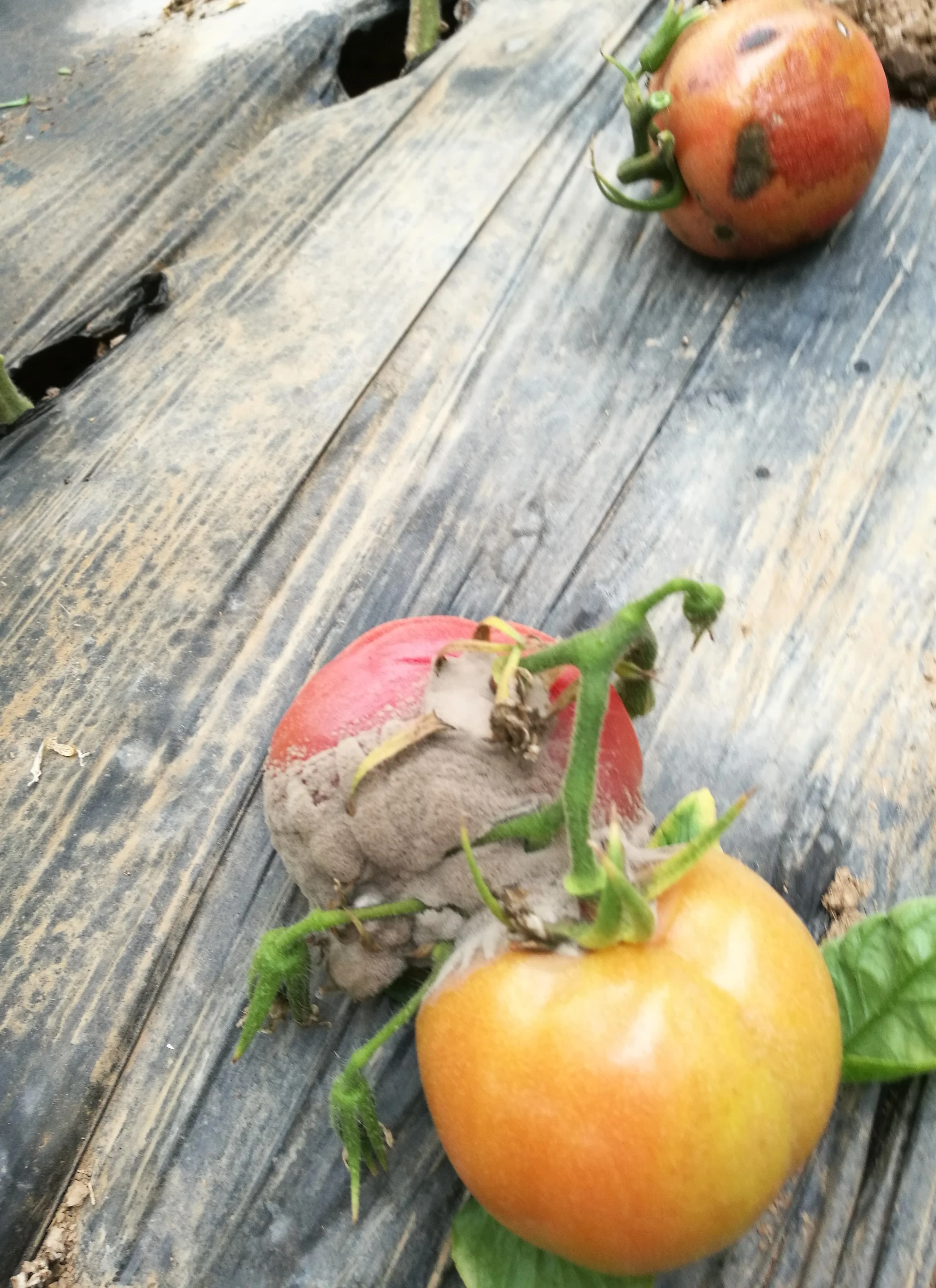 微信图片_20200207205438 (2).jpg 微信图片_20200207205438 (2).jpg