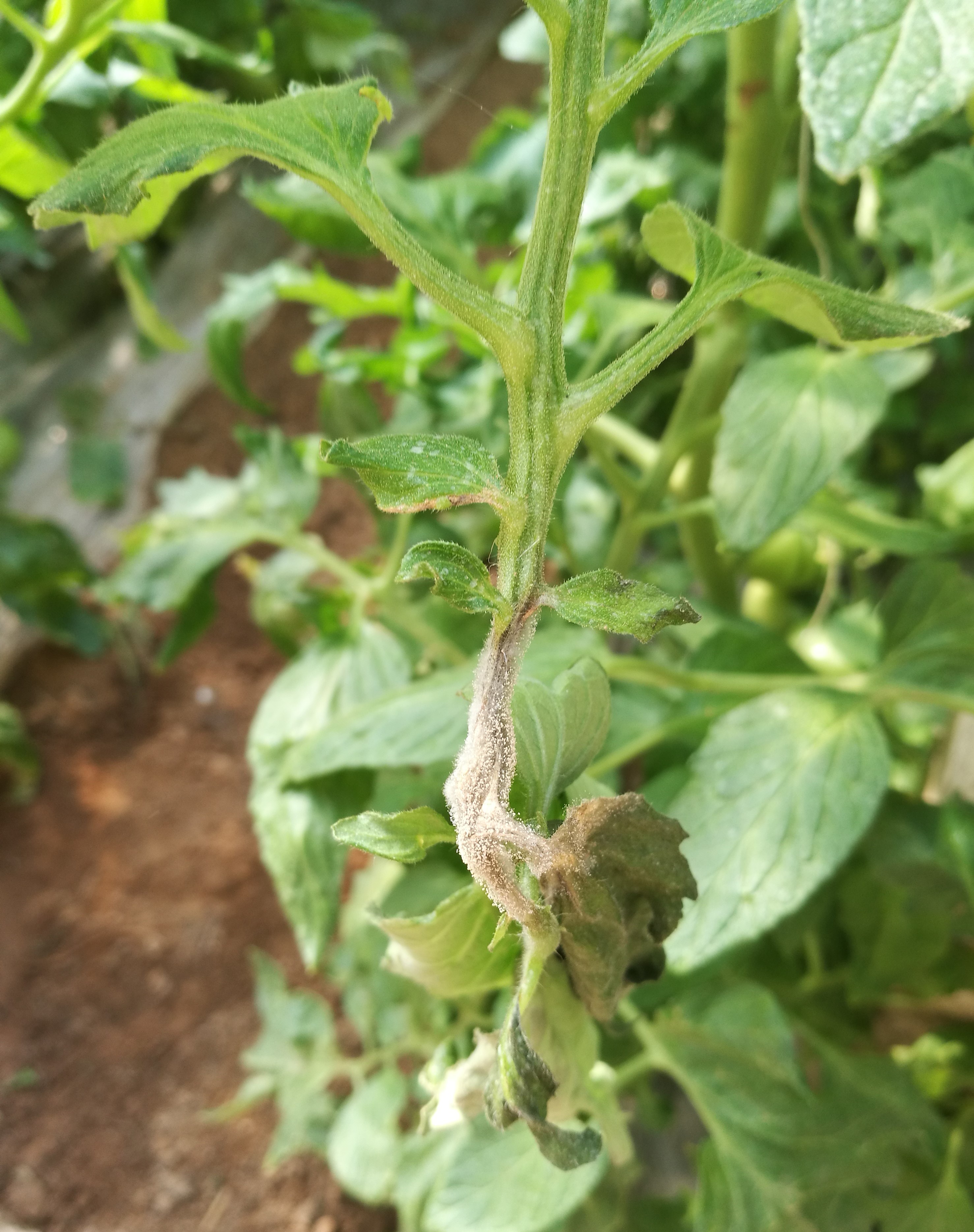 【蔬菜种植宝典】专家王广印提醒:春节后春季棚室番茄灰霉病 防治不