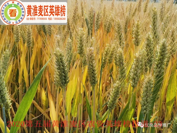 江麦186在安徽省泗洪县的落黄表现--1.jpg