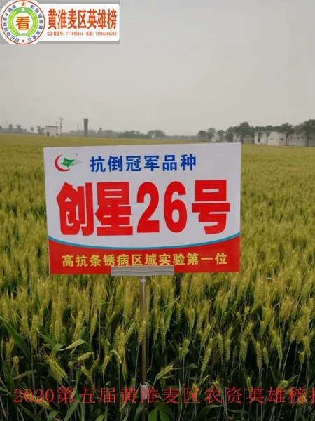 高产稳产超抗倒伏小麦新品种创星26号--1.jpg