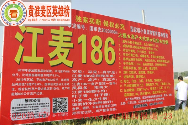 图2-国审江麦919受到黄淮麦区种业界代表踊跃观摩.jpg