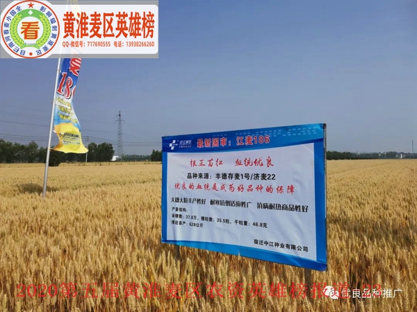 江麦186在安徽省泗洪县的落黄表现--2.jpg