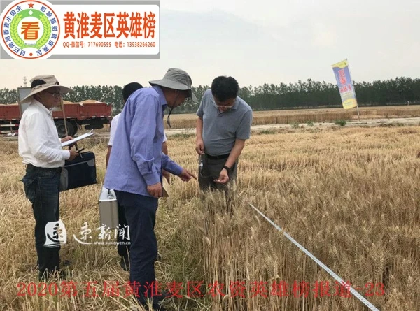 2020年6月5日下午，农业农村部小麦专业指导组组长郭文善验收江麦186.jpg