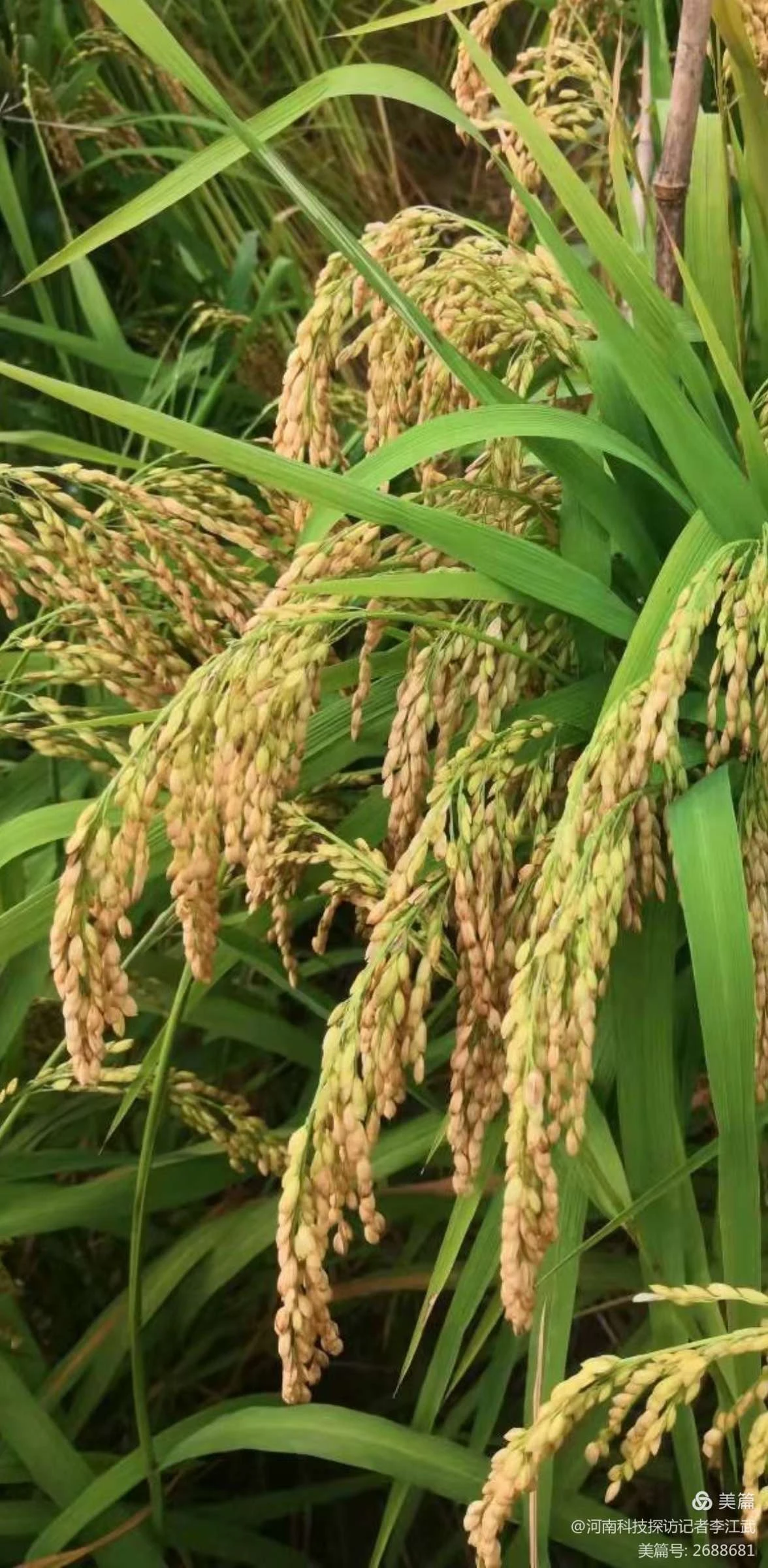 微信图片_20220316225559.jpg 微信图片_20220316225559.jpg