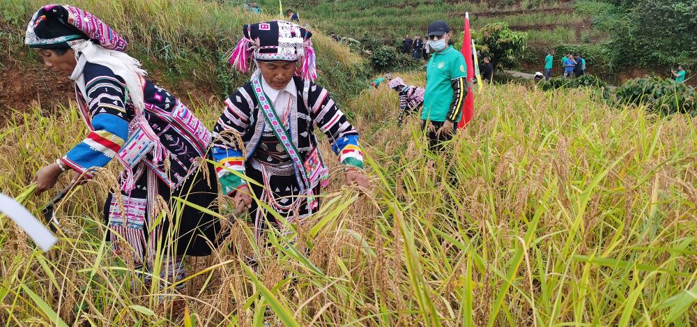 2021年，爱德帮高山旱稻在云南省普洱市澜沧拉祜族自治县亩产800斤以上